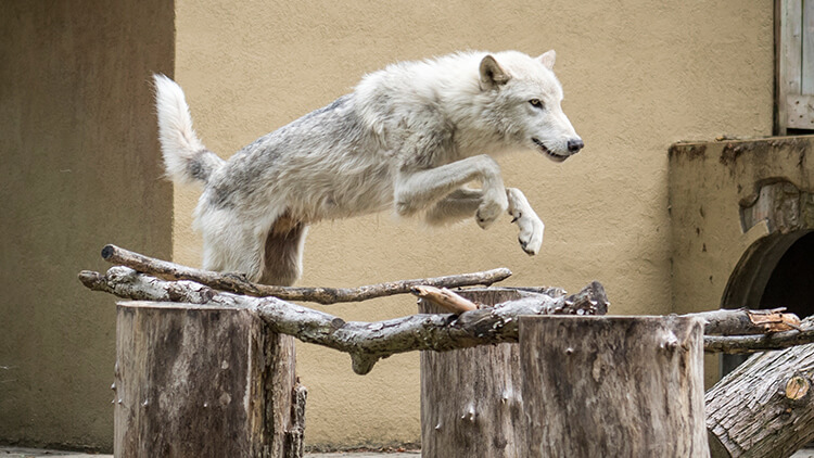 Visit our gray wolves at Wolf Haven!
