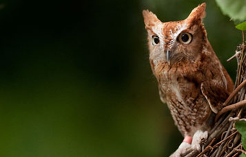 Owl