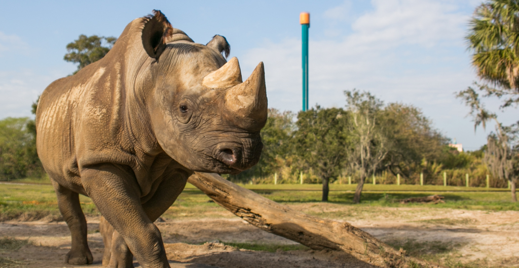 Rhino