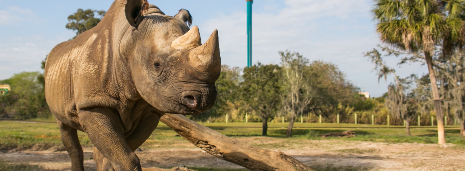 Rhino