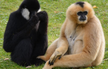 White-Cheeked Gibbon