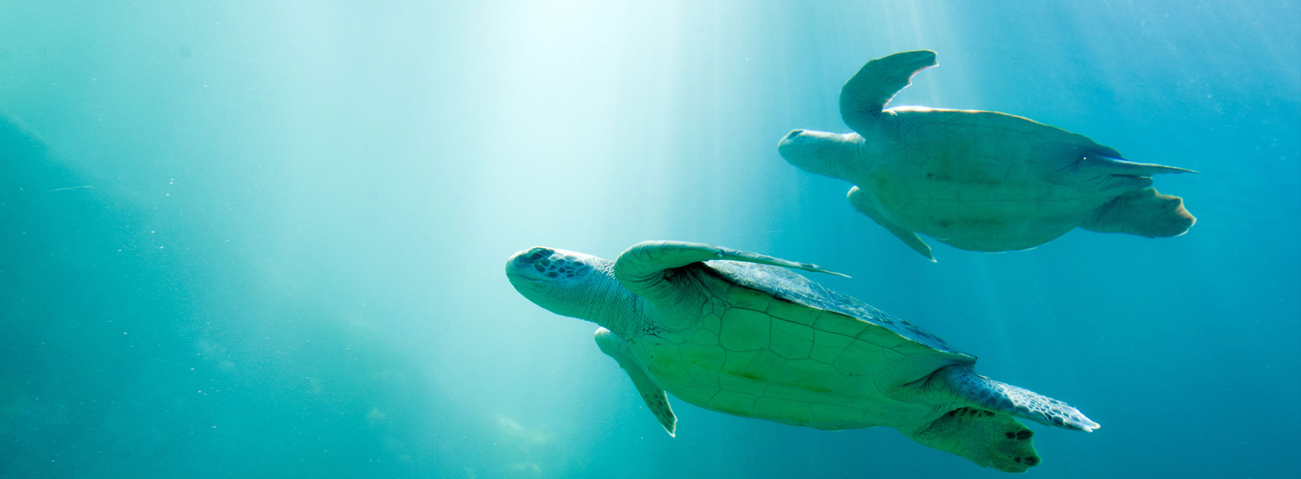 Learn more about animals including scientific information, habitat, diet and more.