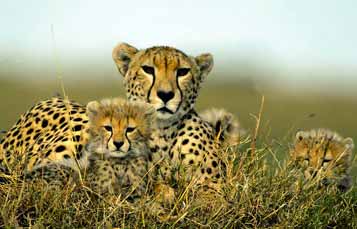 Cheetah with cub