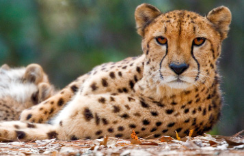 Cheetah