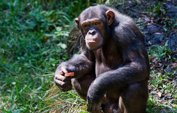 Chimpanzee