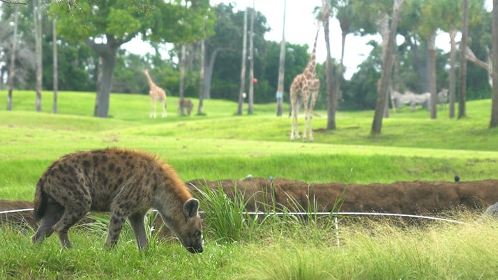 Hyena