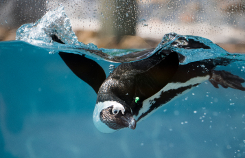 Penguin swimming