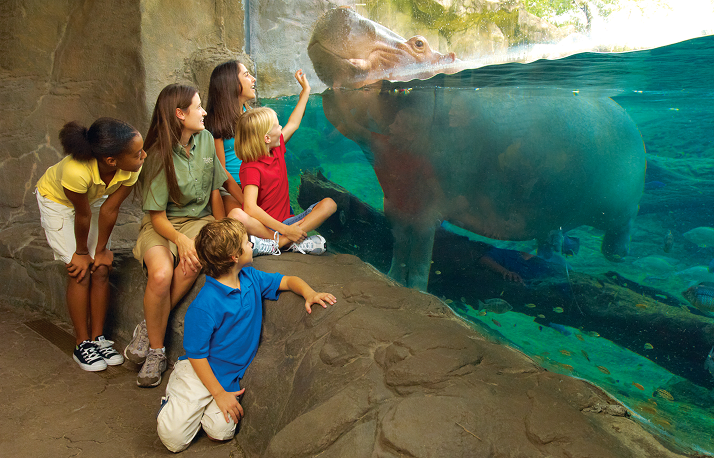 hippo