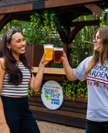 beer cheers