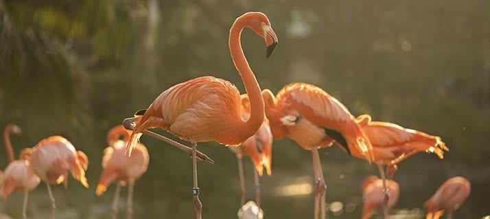 Flamingos