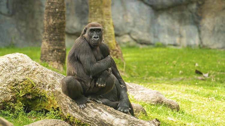 Gorilla