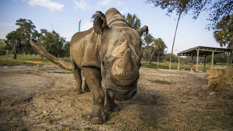 Rhino