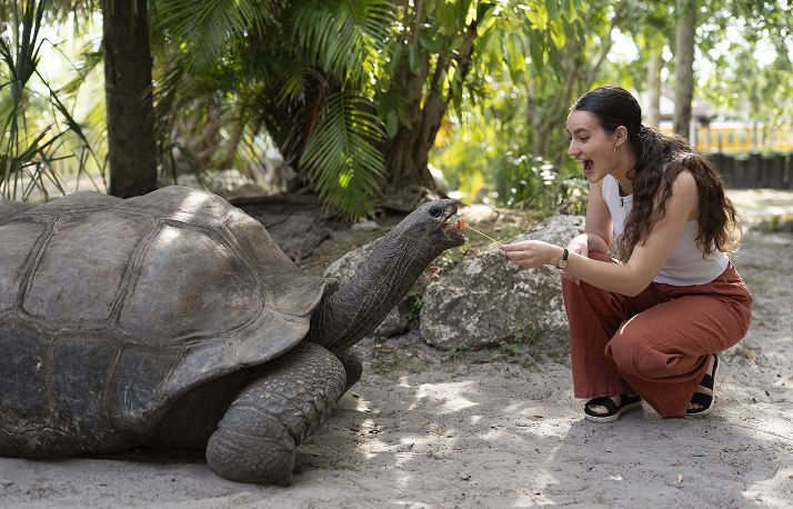 tortoise.
