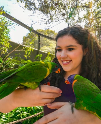 Lorikeet feeding