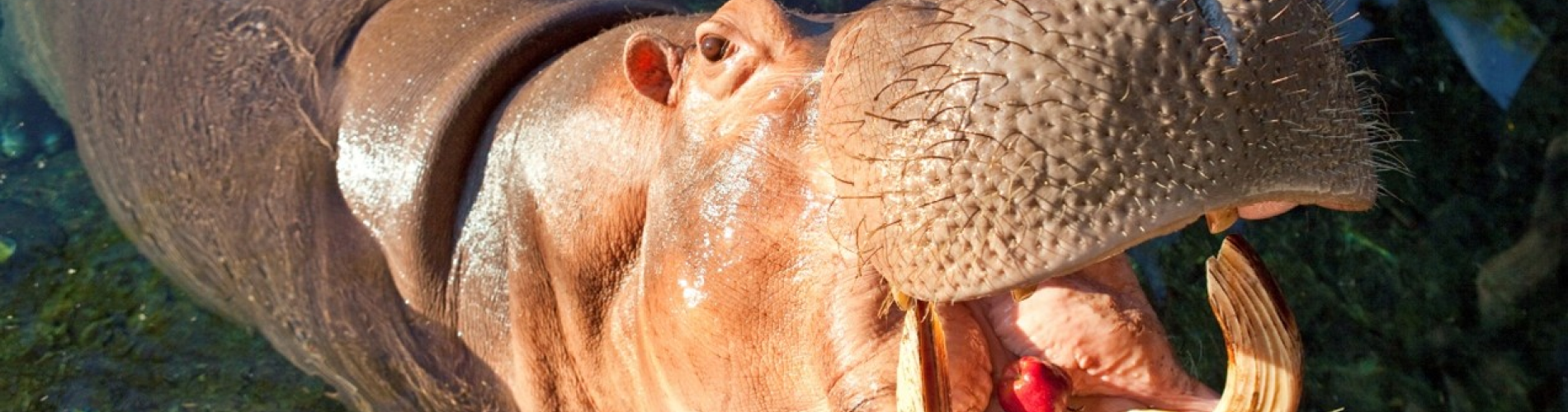 hippo encounter