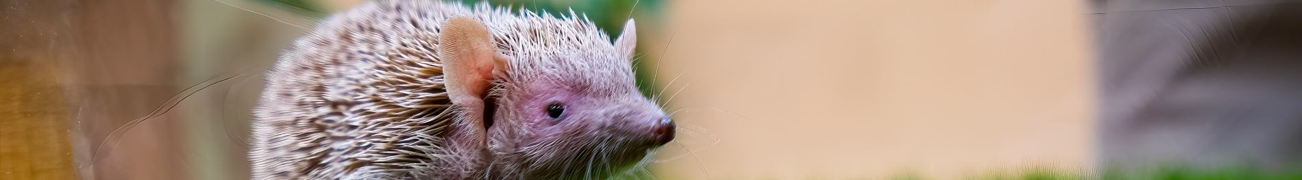 Inclusive Animal Ambassador Tour