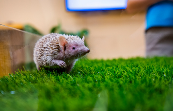 Inclusive Animal Ambassador Tour