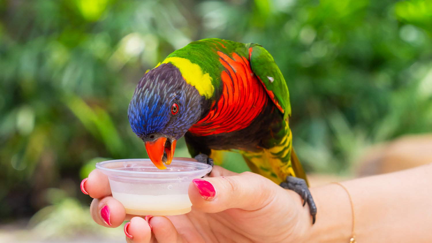 Hand feeding a Lorikeet in Lori Landing at Busch Gardens Tampa Bay.