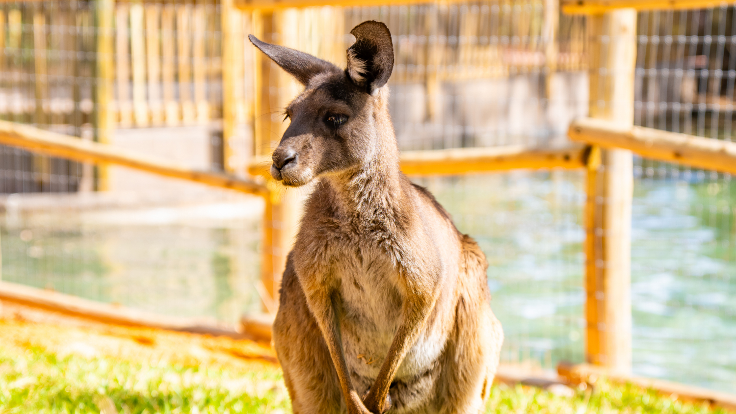 Busch Gardens Tampa Bay Kangaroos