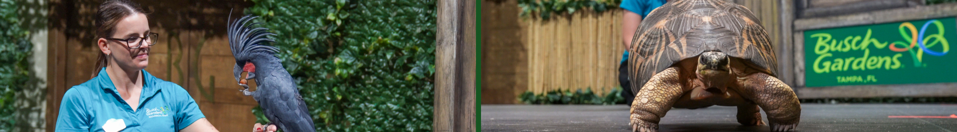 Two of the many Animals you can see during Busch Gardens Tampa Bay Animal Tales presentation.