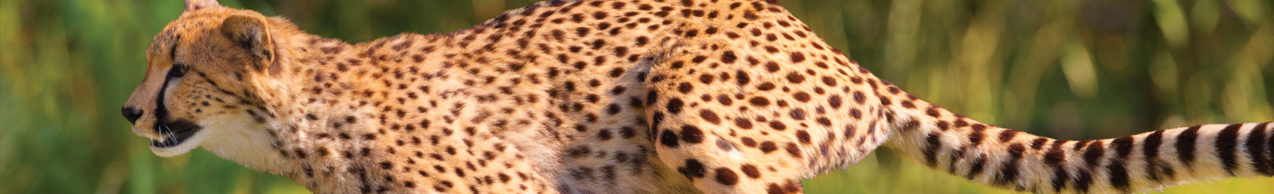 Cheetah Running