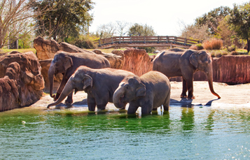 Group of Elephants