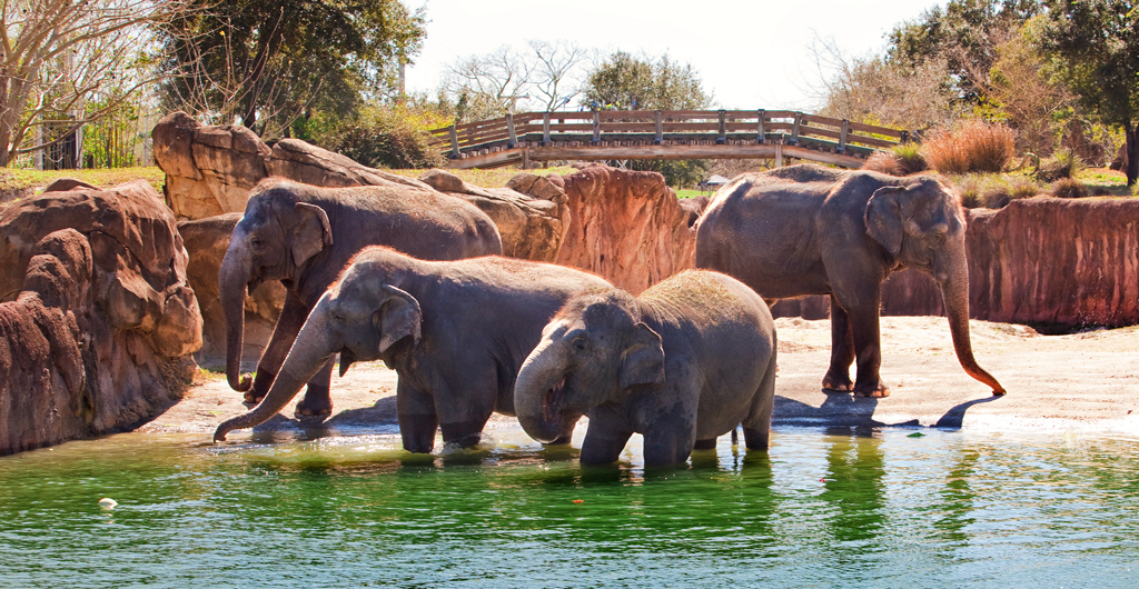 Group of Elephants