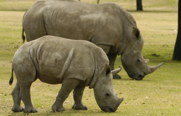 Rhinos at Busch Gardens Tampa Bay
