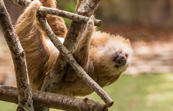 Sloths at Busch Gardens Tampa Bay