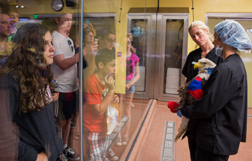Go on the Animal Care Center Tour at Busch Gardens Tampa Bay
