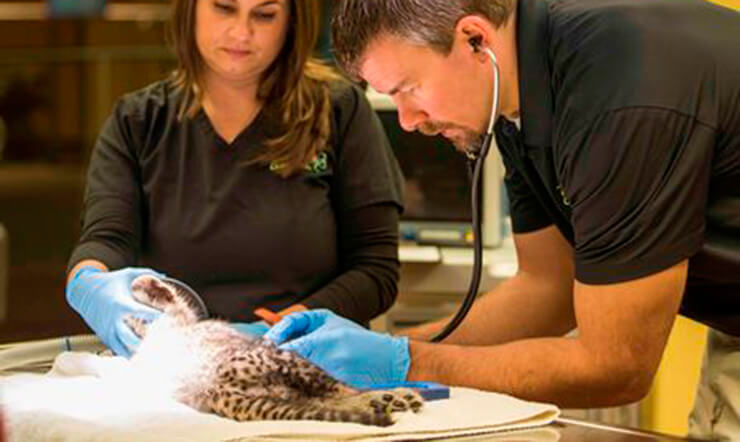 Visit the Animal Care Center at Busch Gardens Tampa Bay