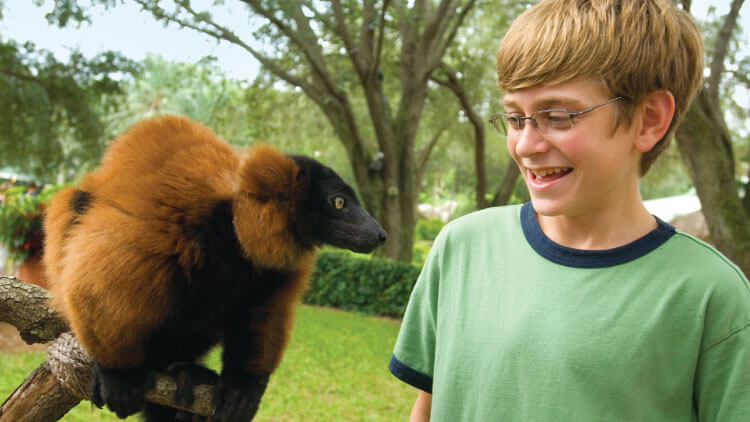 Red Ruffed Lemurs at Busch Gardens Tampa Bay