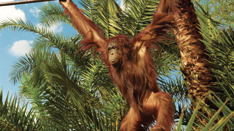Bornean Orangutans at Busch Gardens Tampa Bay