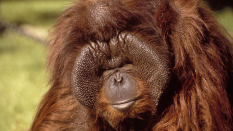 Bornean Orangutans at Busch Gardens Tampa Bay
