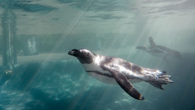 Penguins at Busch Gardens Tampa Bay
