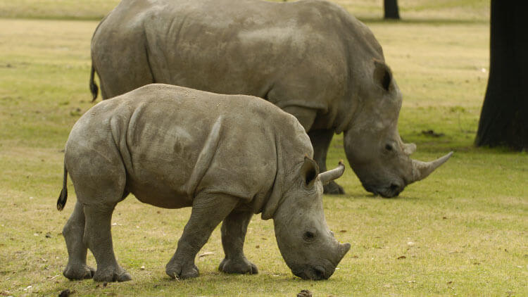 Rhinos at Busch Gardens Tampa Bay