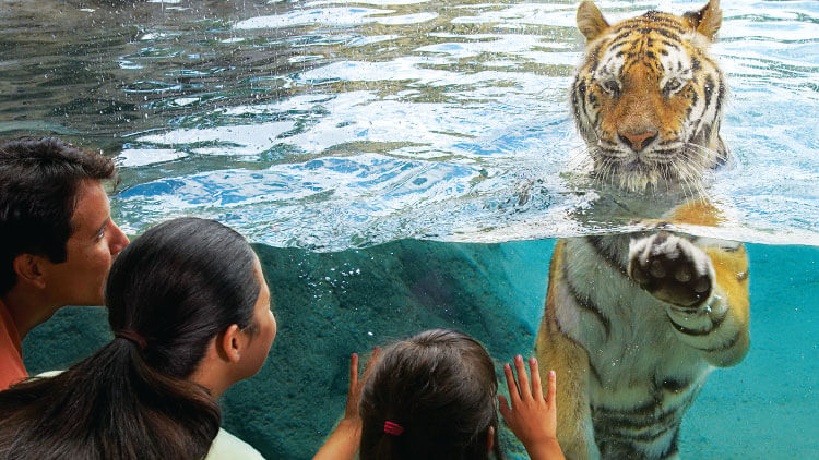 Bengal Tigers at Busch Gardens Tampa Bay