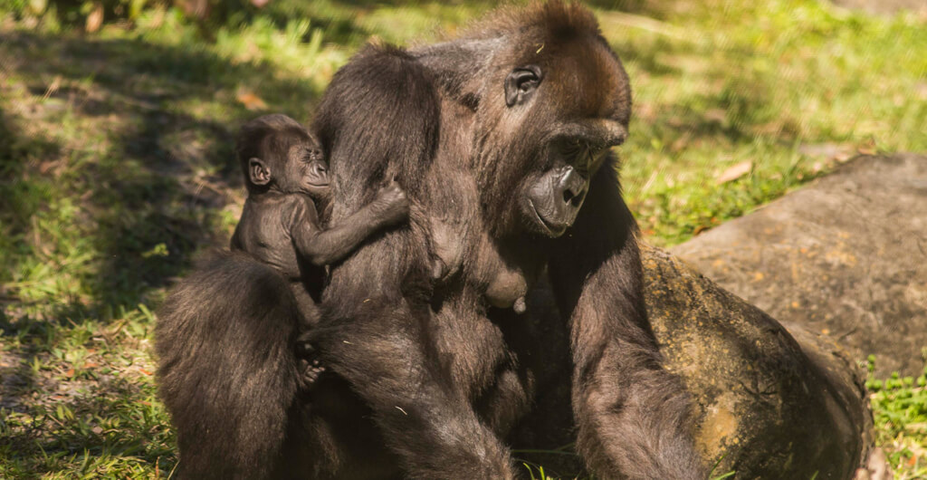 Gorillas at Busch Gardens Tampa Bay