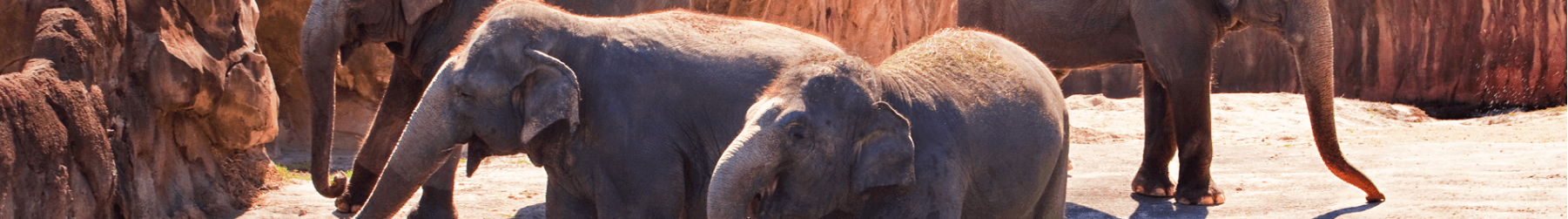 Group of Elephants at Busch Gardens Tampa