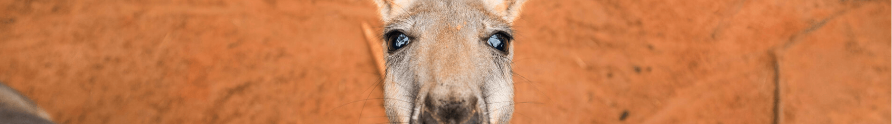 Kangaroos at Busch Gardens Tampa Bay