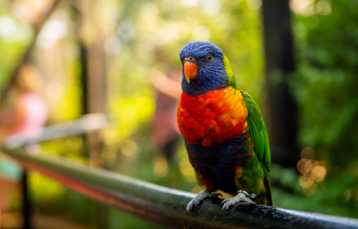 Lorikeet