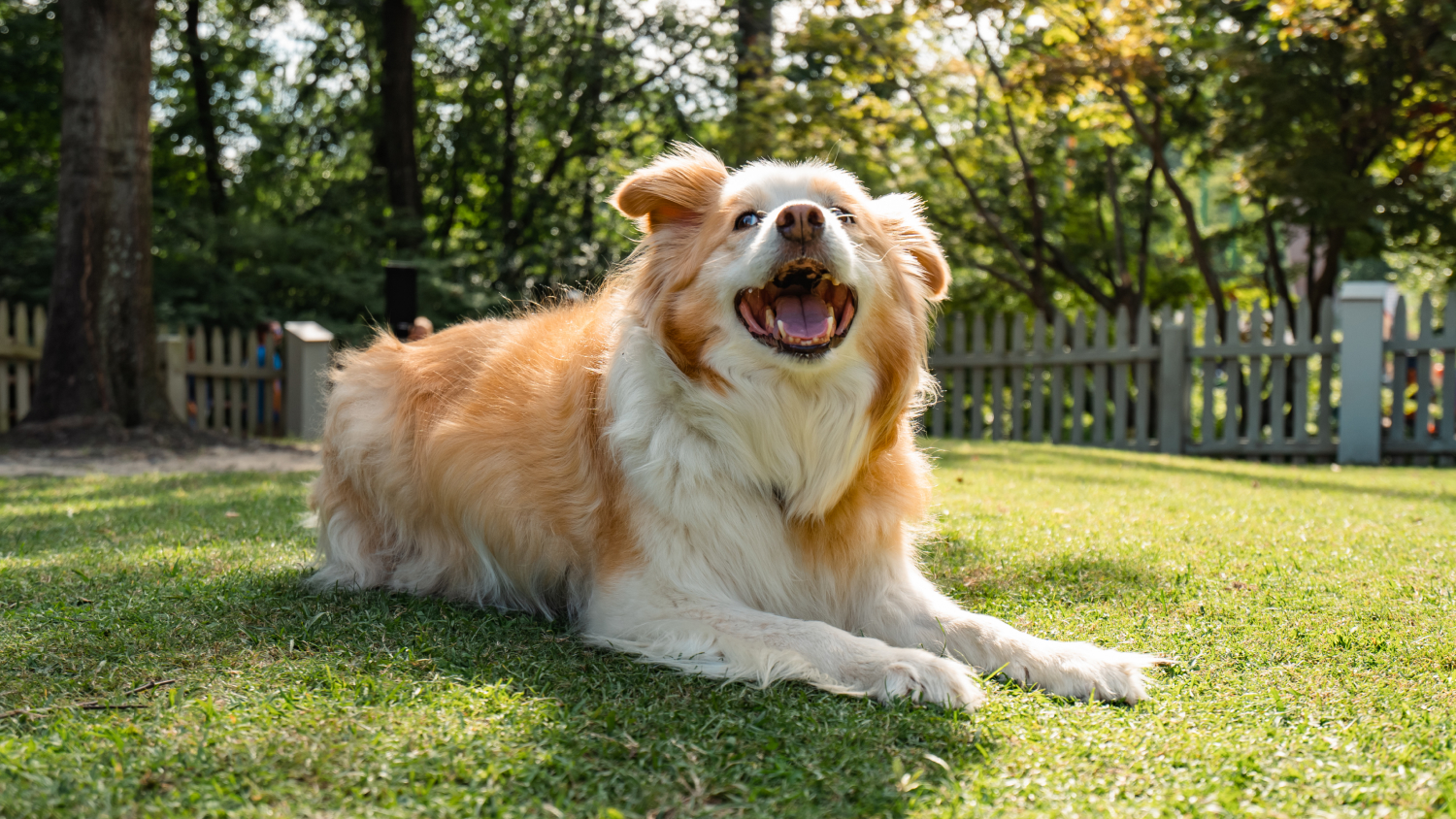 Border Collies