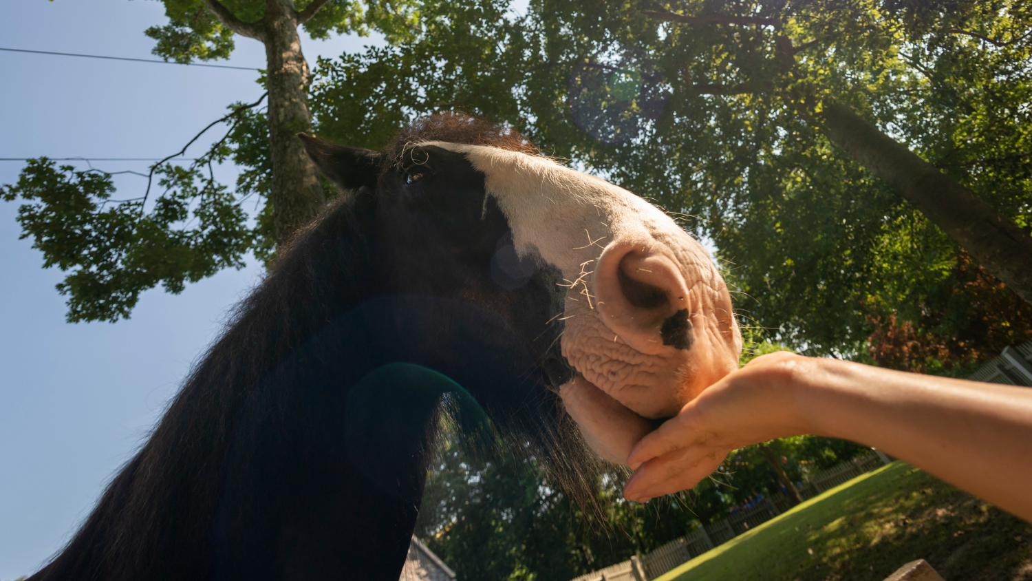 Clydesdale Horses at Busch Gardens Williamsburg