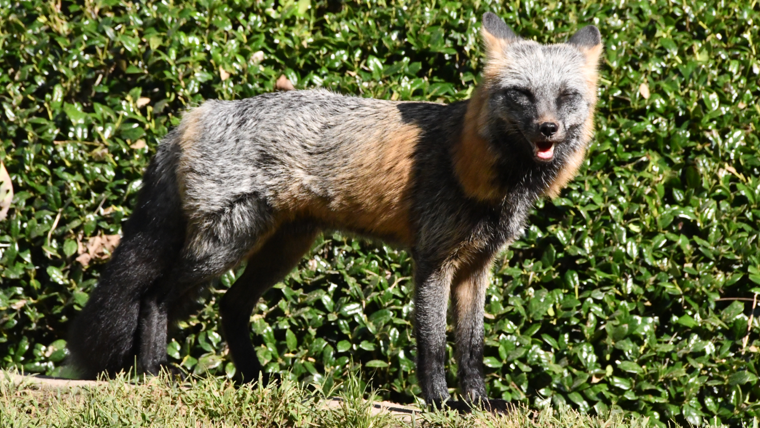 Fox