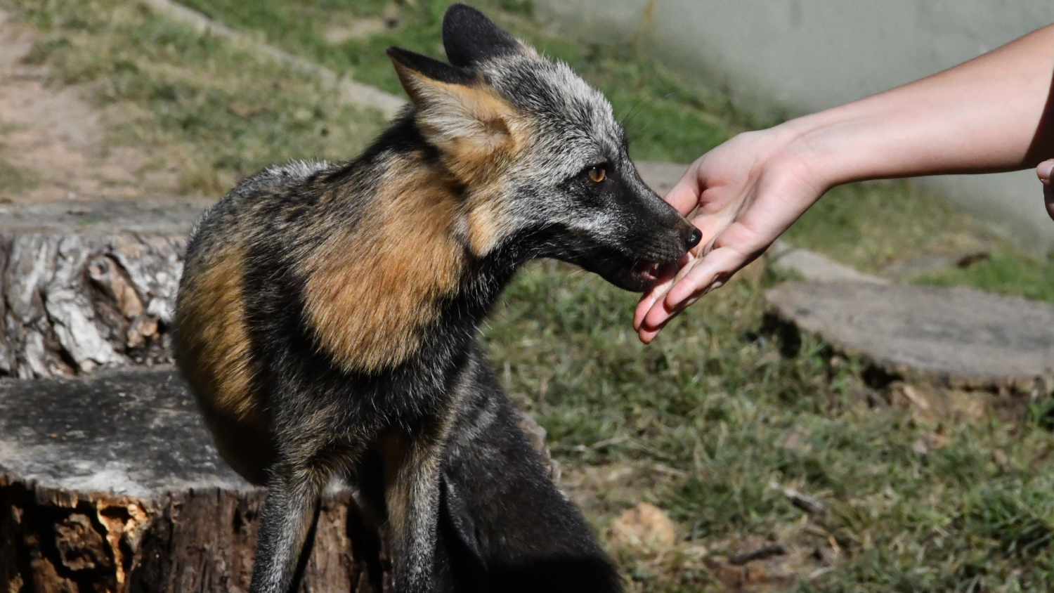 Fox