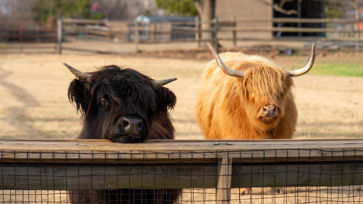 Two Highland Cattle