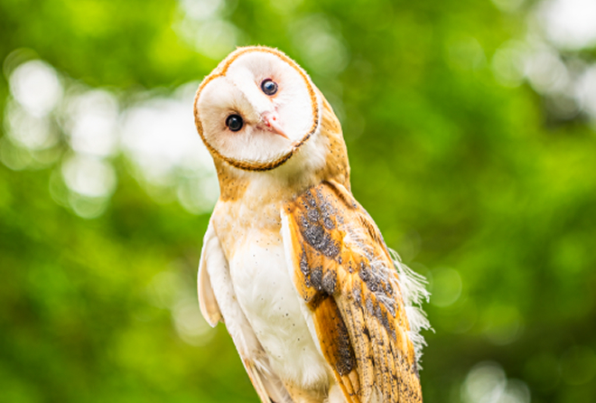 Owl