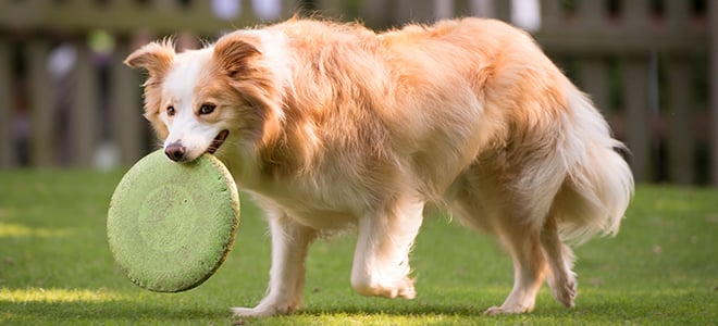 Dog with frisbee in Highland Stables paddock at Busch Gardens Williamsburg