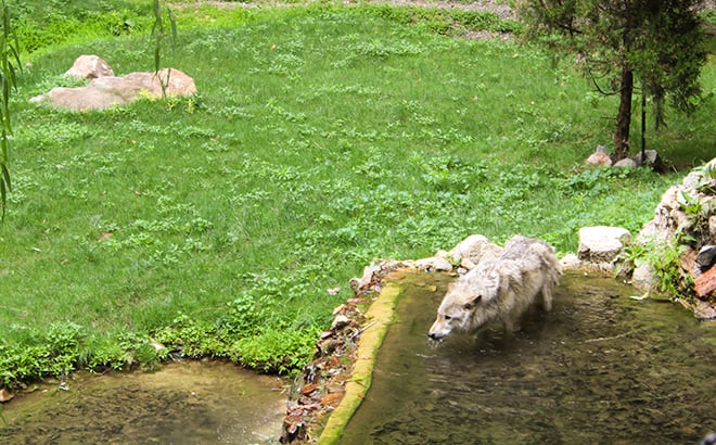 Keeping Cool in the Summer: Animal Edition