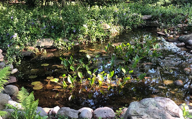 Pond
